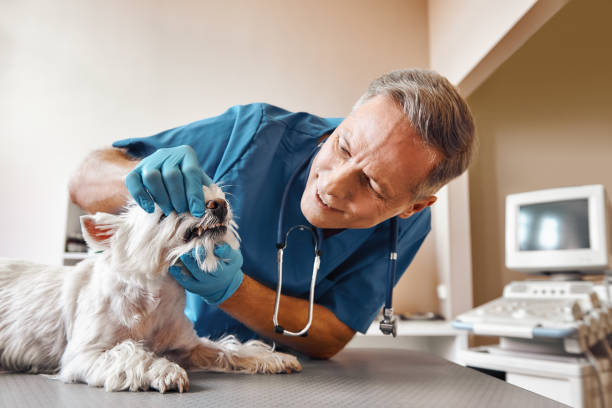 Best Chipped Tooth Repair Near Me  in Orwell, OH